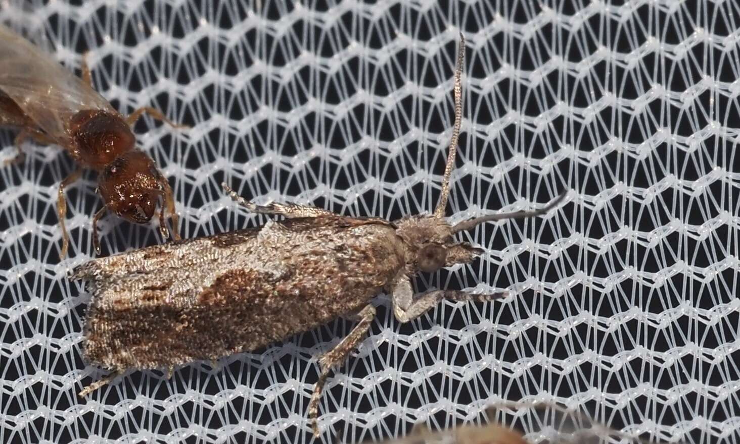 Image of Moth