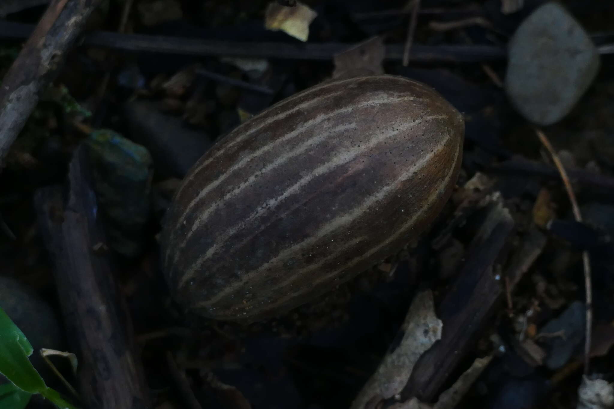 Gnetum leyboldii Tul. resmi