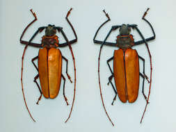 Image of Enoplocerus