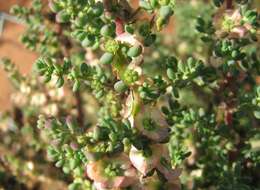 Слика од Maireana brevifolia (R. Br.) P. G. Wilson