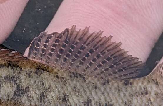 Image of Blackfin darter