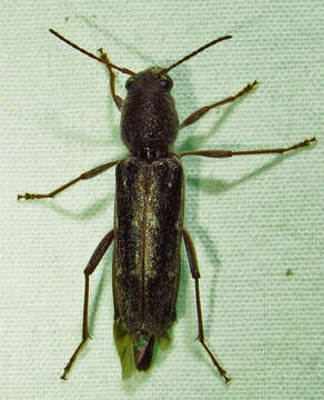 Image of Arrowhead Borer