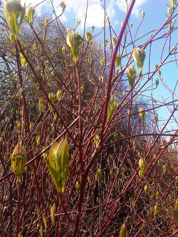 Image of Red-Barked Dogwood