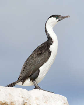 Image of Black-faced Cormorant