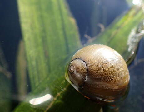 Image of Olive nerite