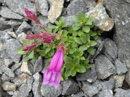 Image of cliff beardtongue