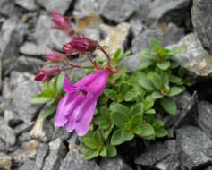 Image of cliff beardtongue