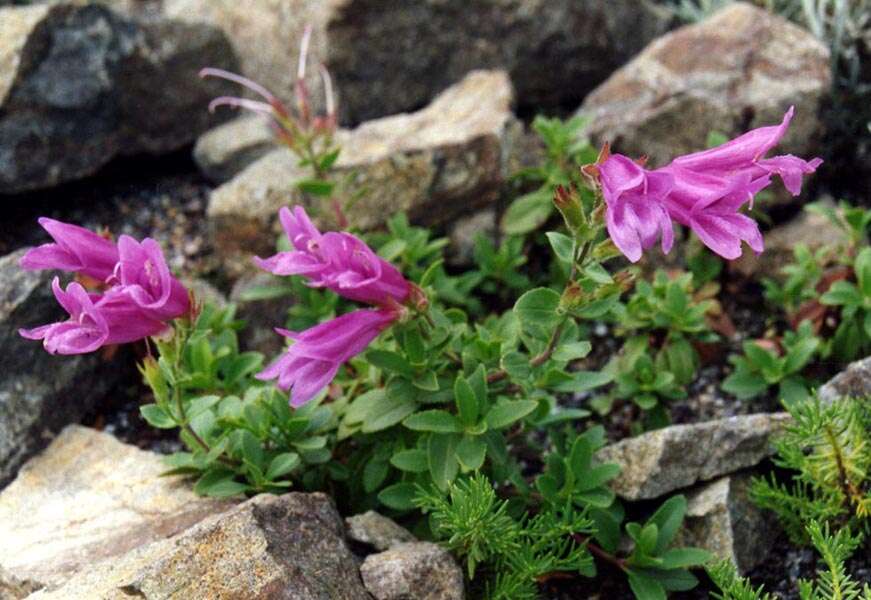 Image of Davidson's penstemon