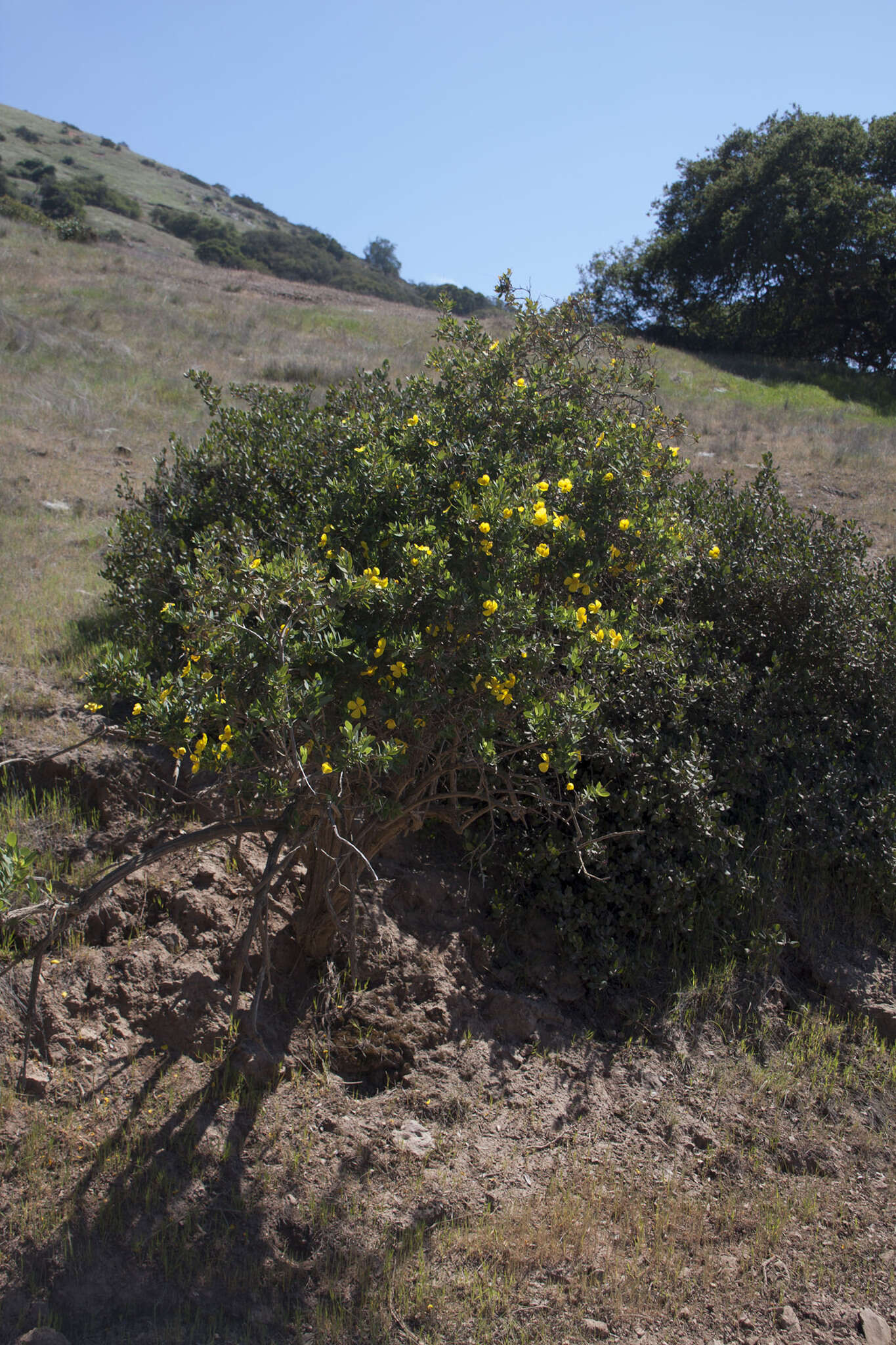 Image of Harford's tree poppy