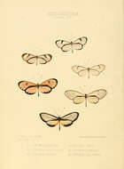 صورة Hyalyris coeno Doubleday (1847)