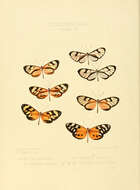 Image of Ithomia iphianassa Doubleday (1847)