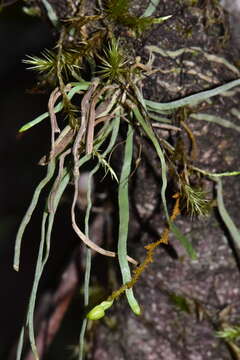 Image of Taeniophyllum trachypus Schltr.