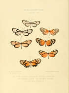Imagem de Ceratinia iolaia Hewitson 1855