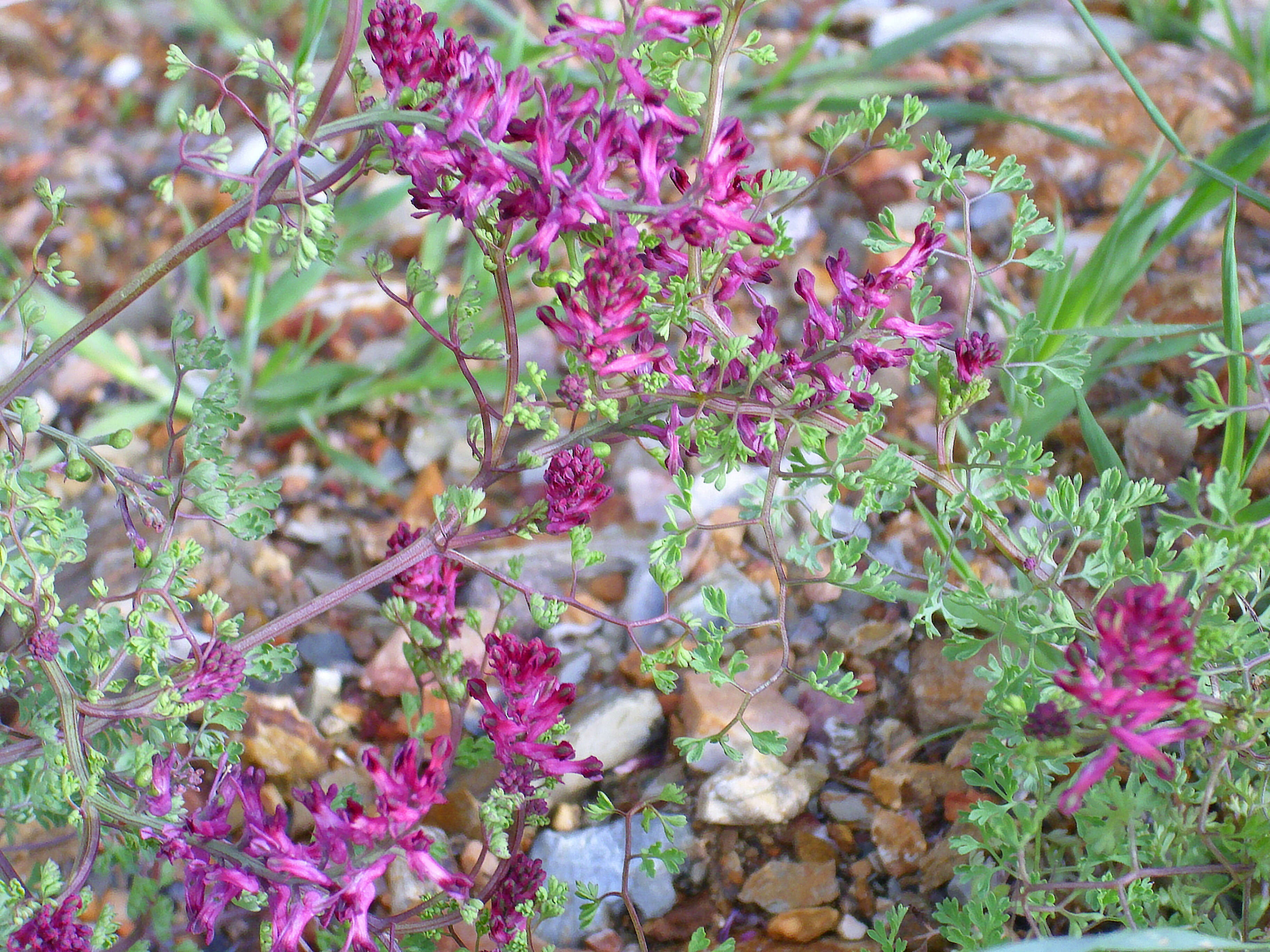 Plancia ëd Fumaria officinalis L.