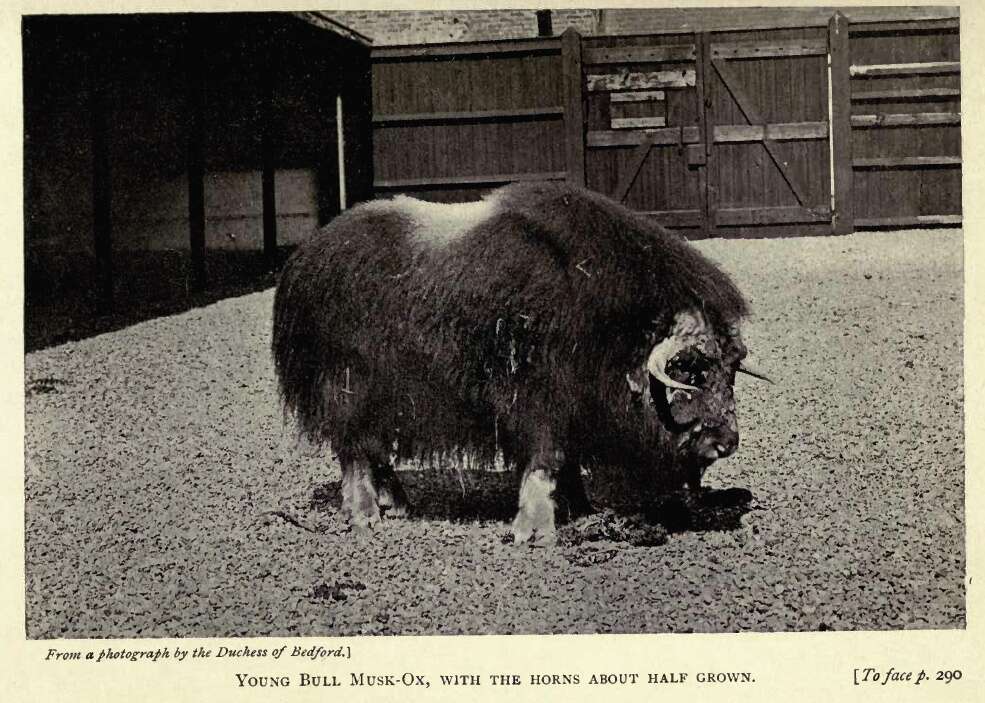 Image of muskox