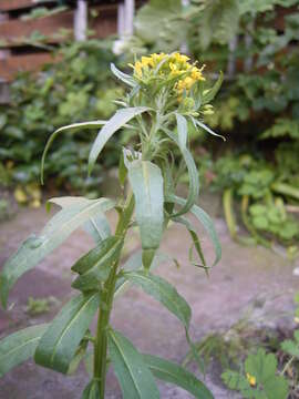 Image of treacle mustard