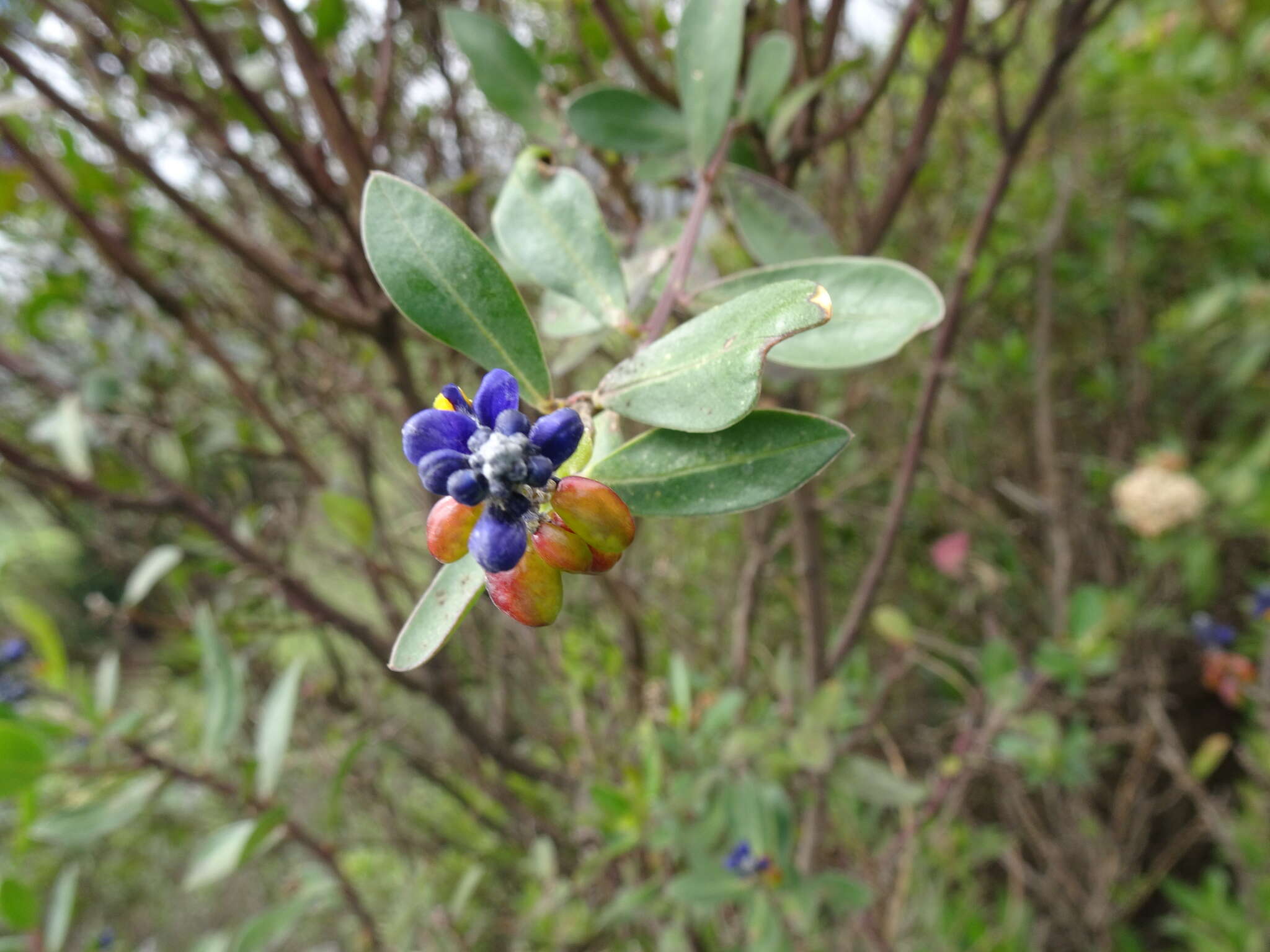 Image of Monnina crassifolia (Bonpl.) Kunth