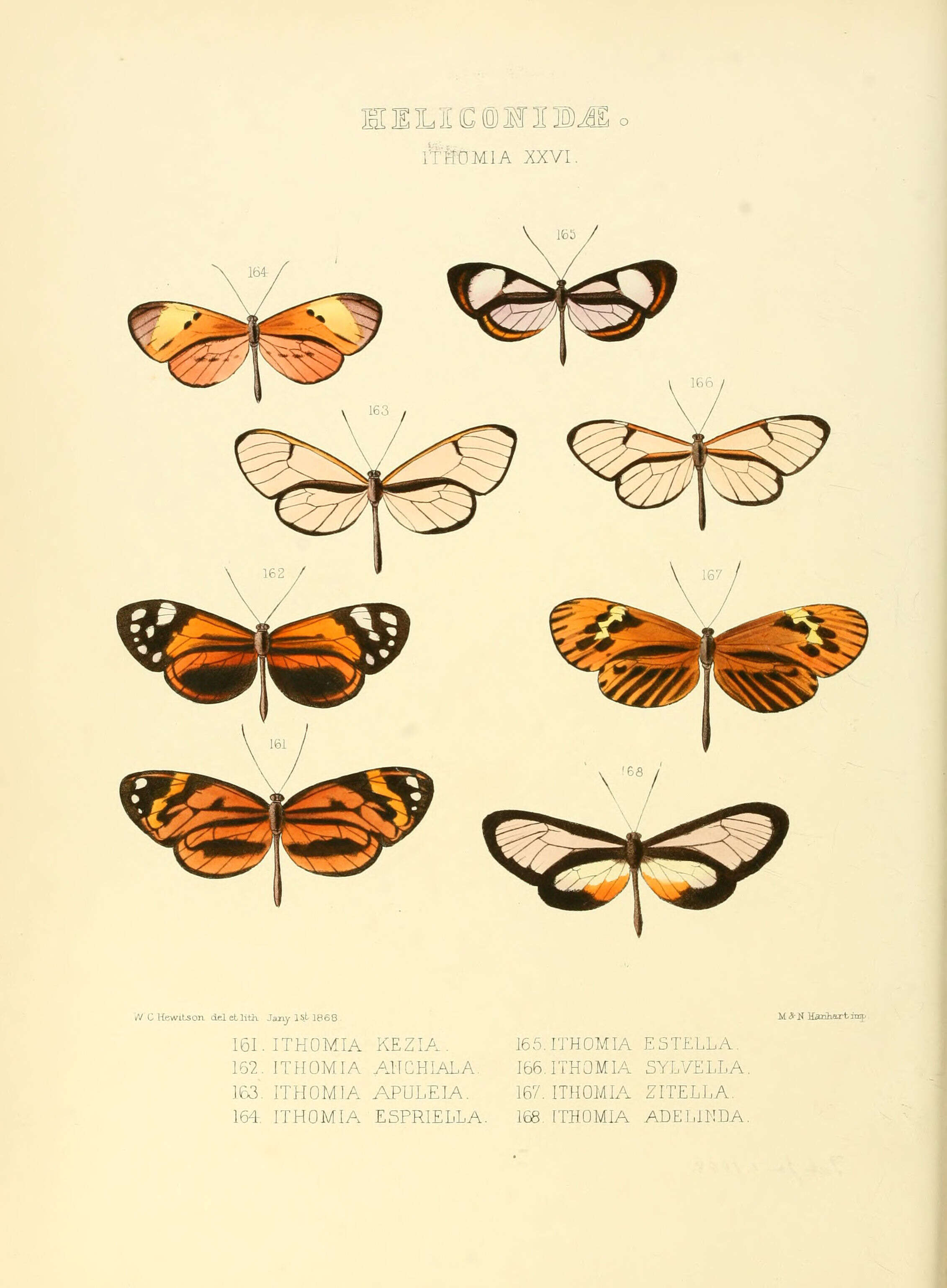 Image of Ceratinia neso Hübner 1806