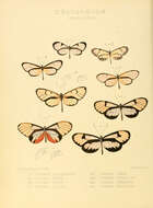 Image of Ithomia avella Hewitson 1854