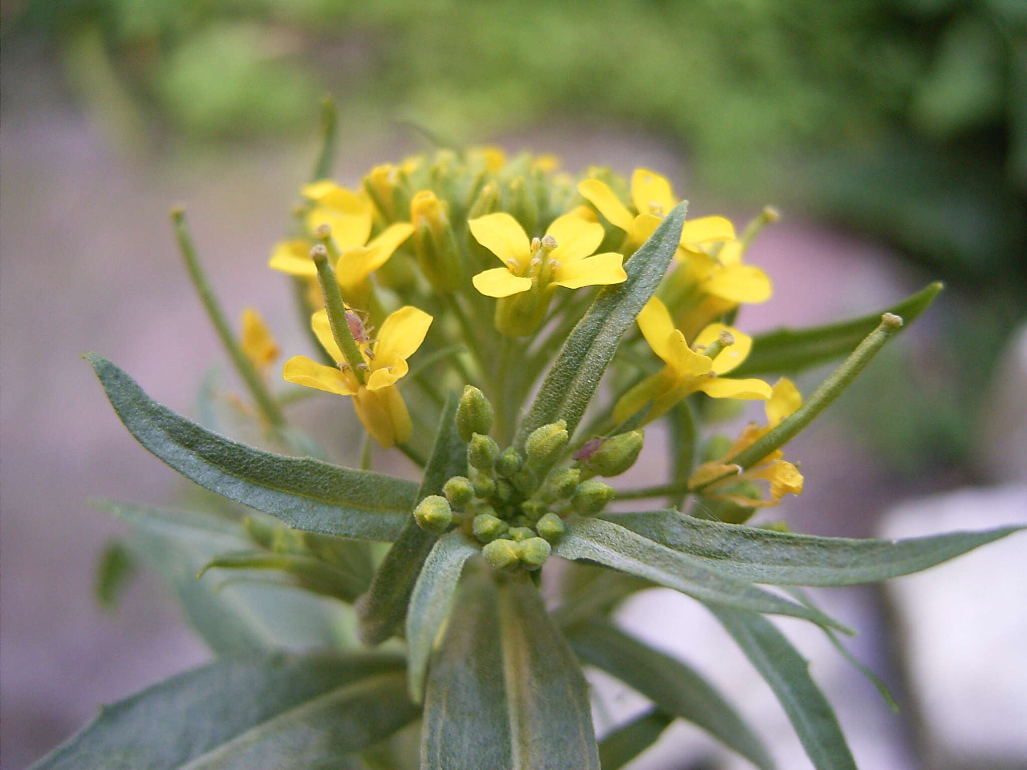 Image of treacle mustard