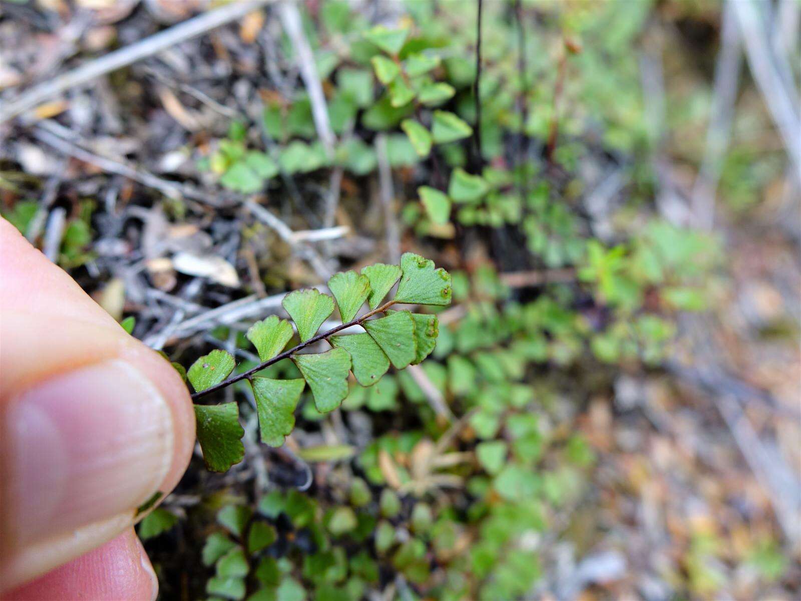 Image of Lindsaea linearis Sw.