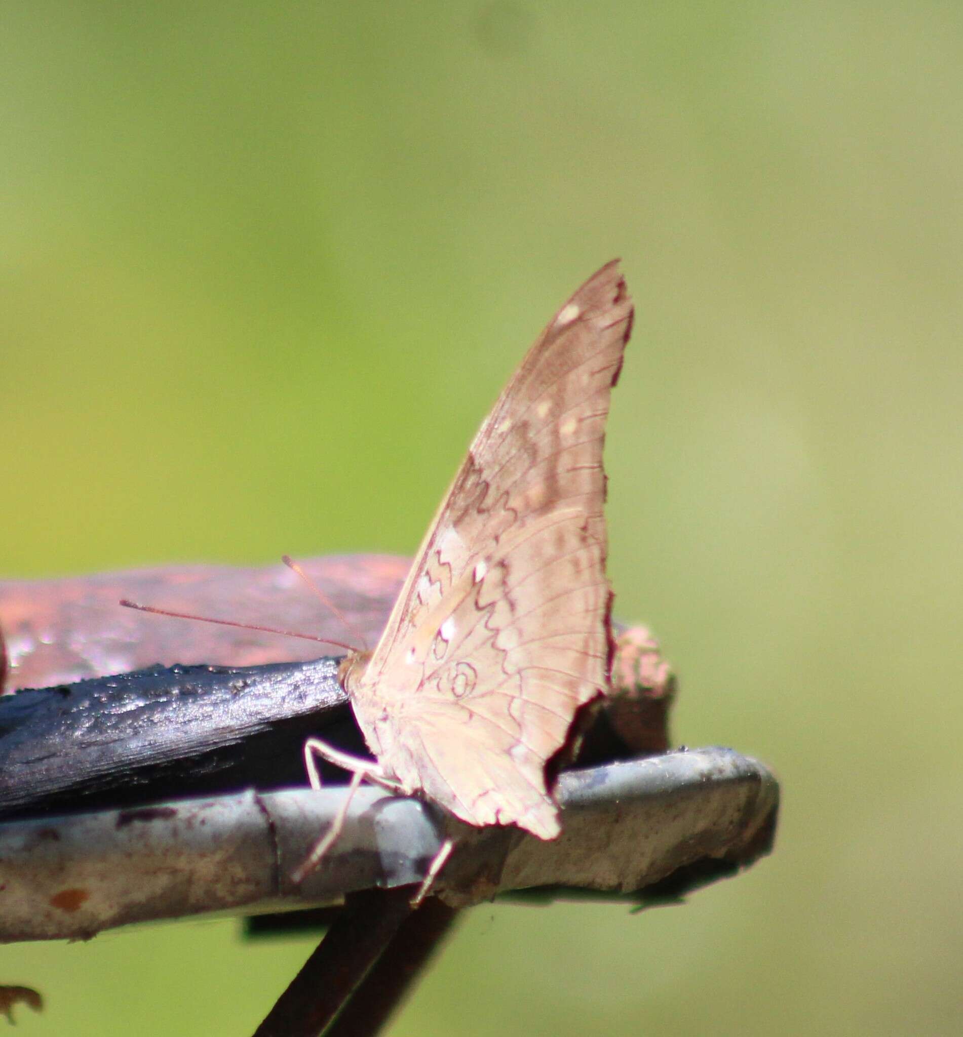 Image of Historis acheronta acheronta