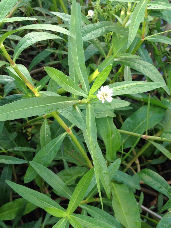 Image of alligator weed