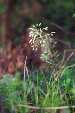 Image of Petasites albus (L.) Gaertn.