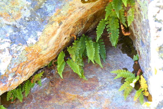 Image de Polypodium amorphum Suksdorf