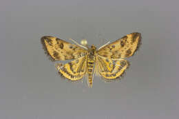 Image of Pyrausta subsequalis Guenée 1854