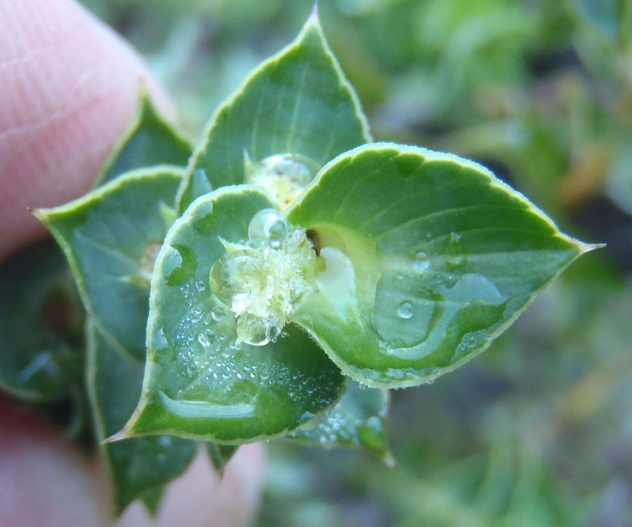 Image of Cliffortia ilicifolia var. cordifolia (Lam.) Harv.