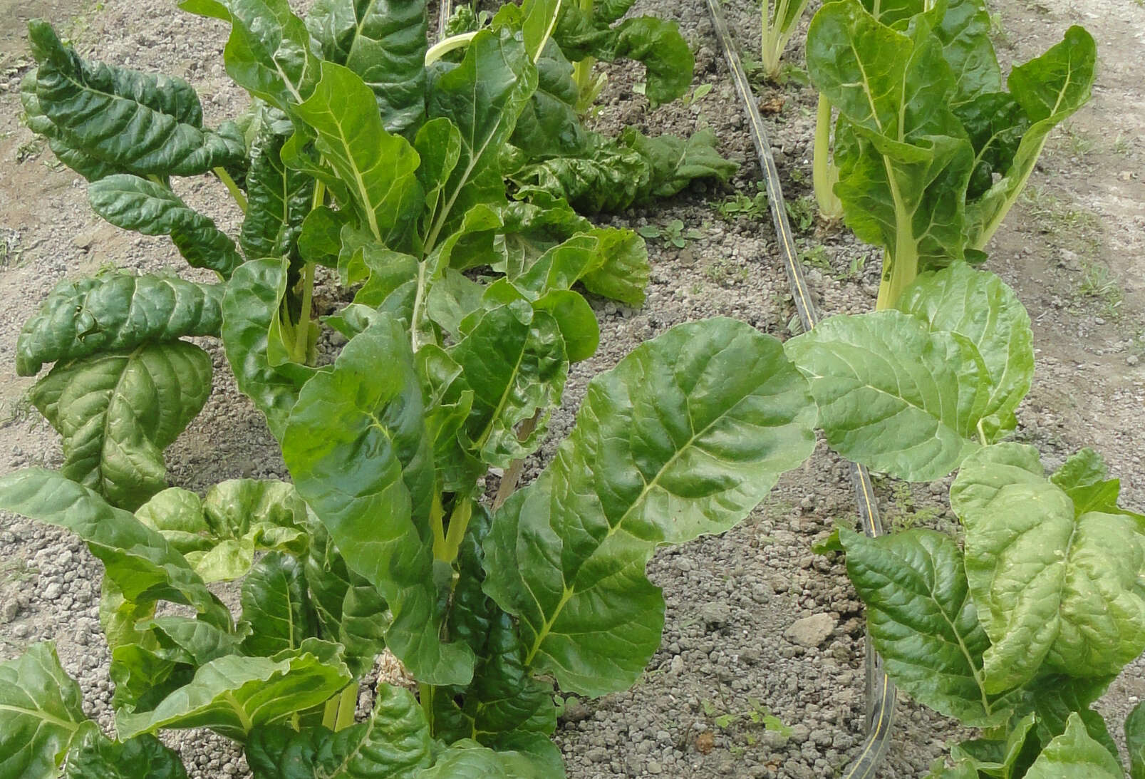 Image of spinach