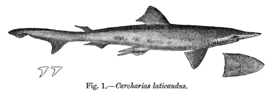 Image of Scoliodon