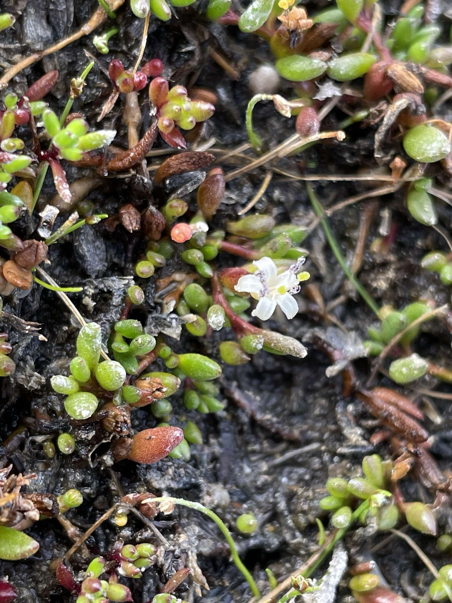 Plancia ëd Wilsonia backhousii Hook. fil.