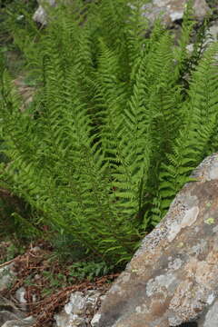 Image of Dryopteris oreades Fomin