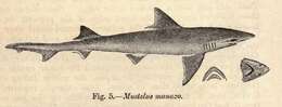 Image of Starspotted smooth-hound
