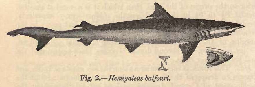 Image of Chaenogaleus