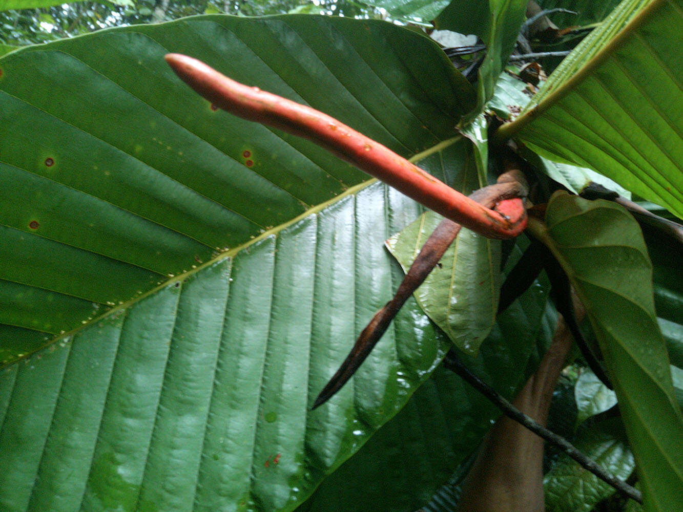 Image of Dipterocarpus cornutus Dyer