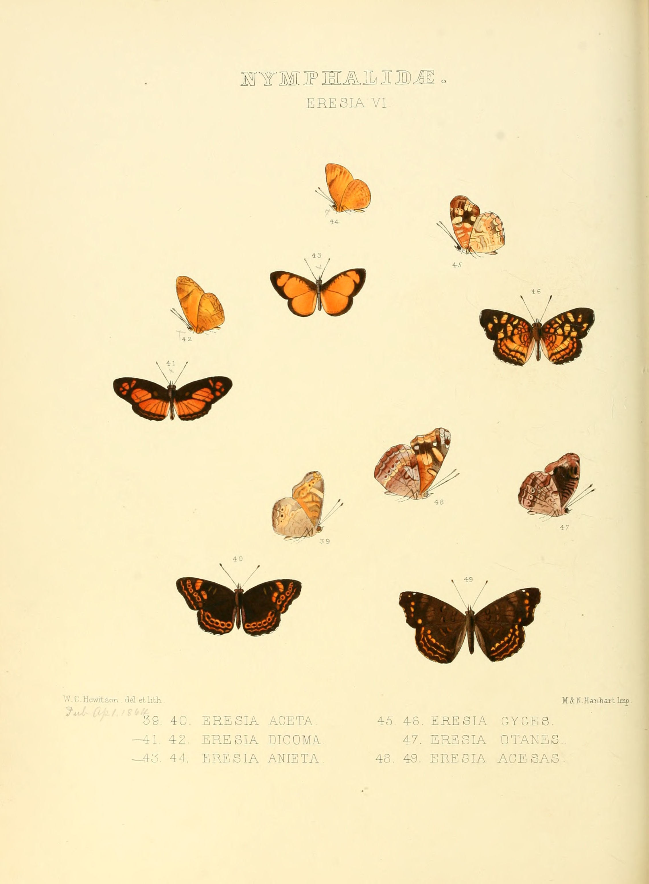 Image of <i>Tegosa anieta</i> Hewitson 1864