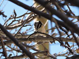 Image of Mountain Chickadee