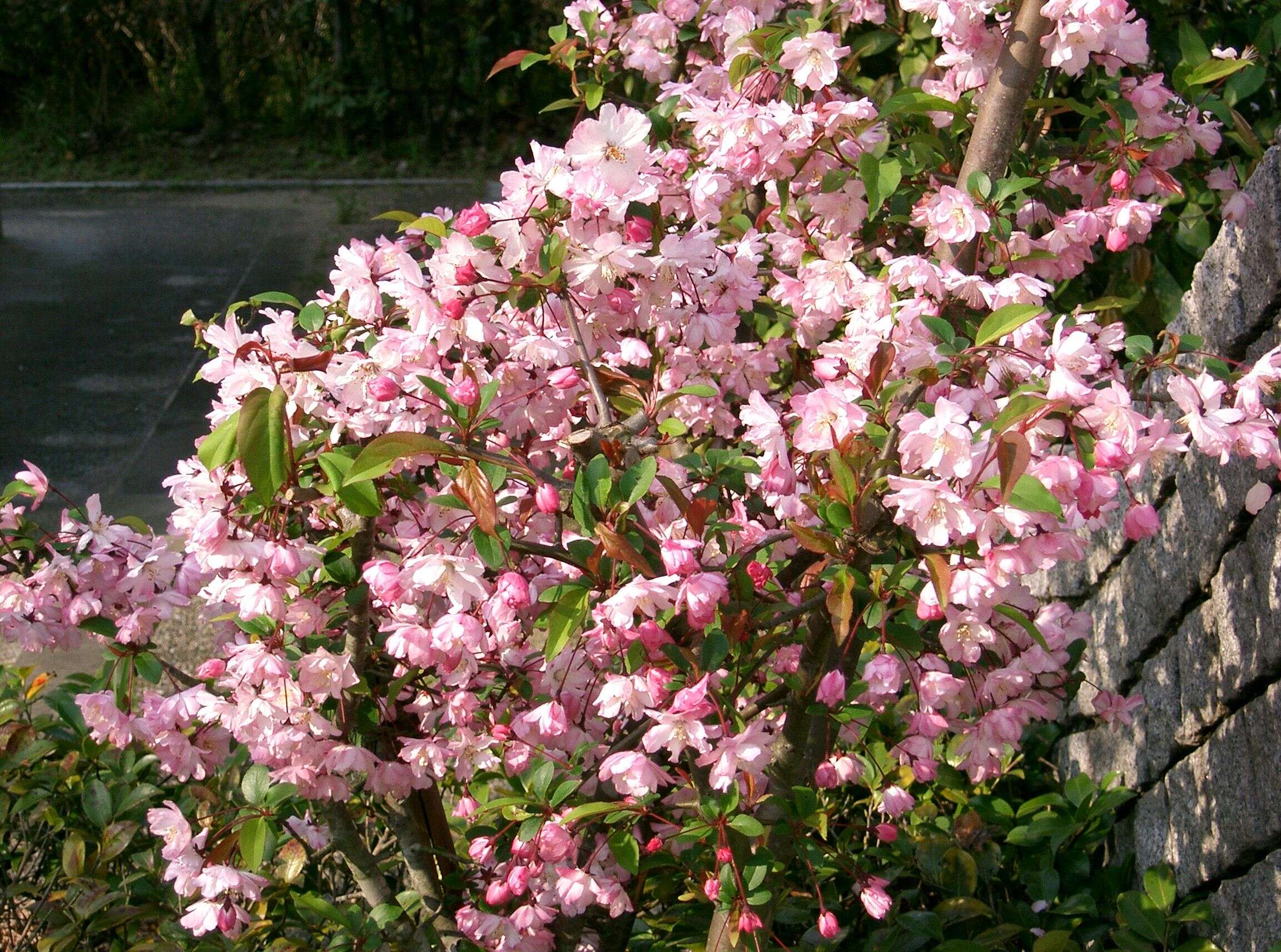 Слика од Malus halliana Koehne