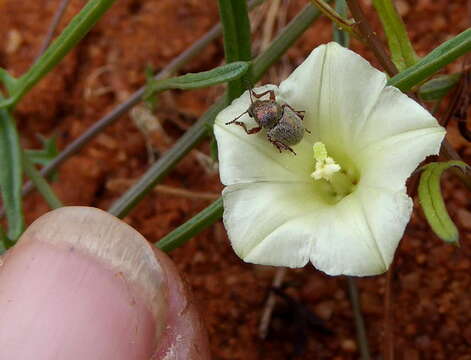 Image of Xenostegia tridentata subsp. angustifolia (Jacq.) J. Lejoly & S. Lisowski