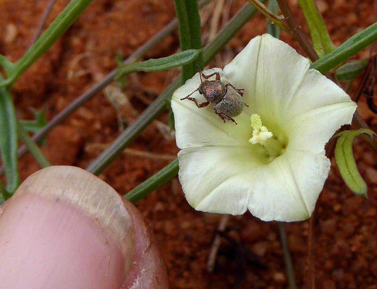 Imagem de Xenostegia tridentata subsp. angustifolia (Jacq.) J. Lejoly & S. Lisowski