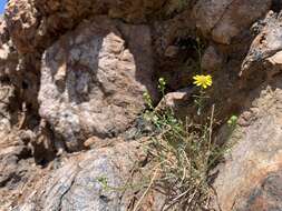 Image of Gila rockdaisy