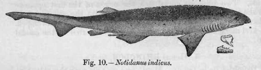 Image of Notorynchus