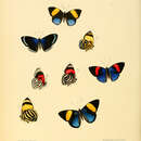 Image of Catagramma hesperis Guérin-Meneville 1844