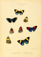 Image of Catagramma hesperis Guérin-Meneville 1844