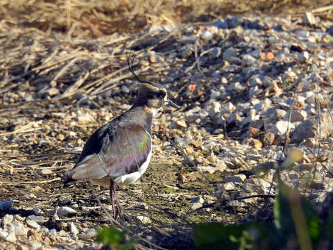 Image of Lapwing