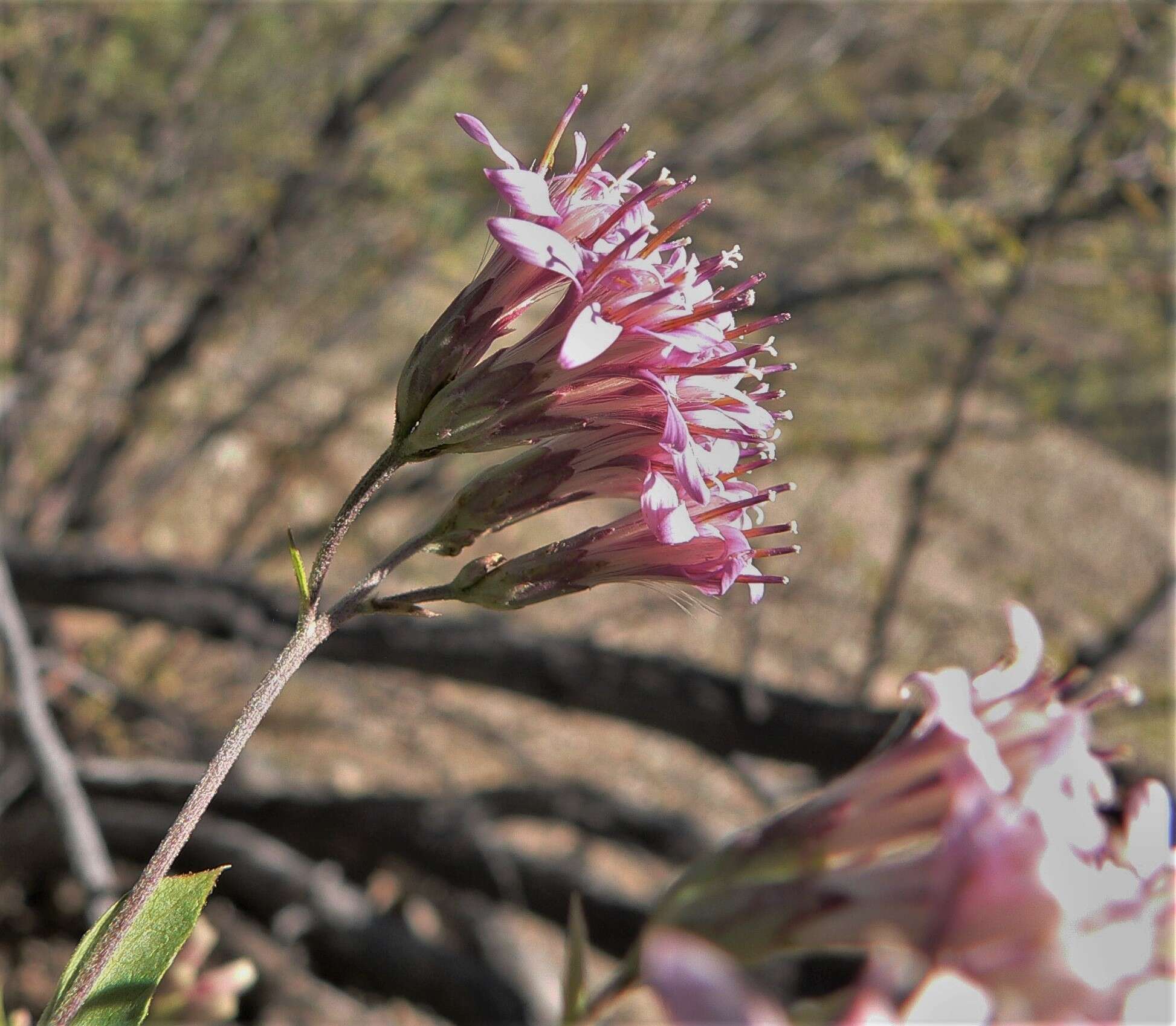 Image of Thurber's desertpeony