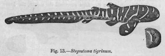 Imagem de Stegostomatidae